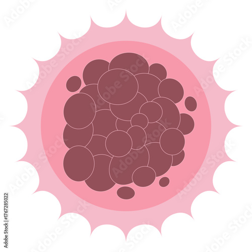 Morula 16 Cell Stage Embryo Cell Cluster Diagram