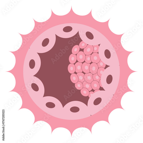 Blastocyst Stage Human Embryo Cell Structure Diagram