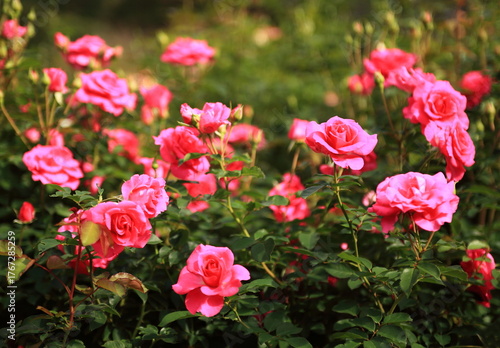 Wallpaper Mural 満開の薔薇 Torontodigital.ca