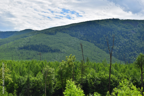 Forest in the mountains