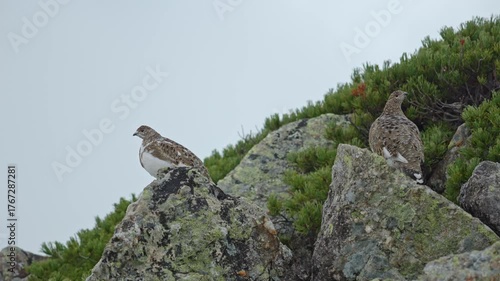 雷鳥⑥　紅葉の北アルプス　日本の山　長野県　富山県