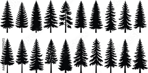 Collection of pine tree silhouettes isolated on white background, evergreen forest trees vector set, nature landscape design illustration