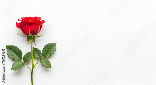 red rose on a white background