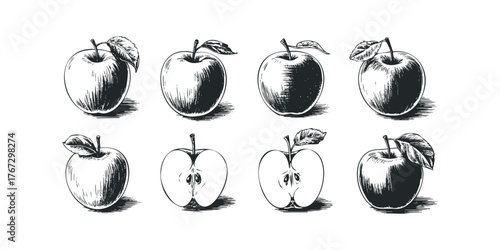 Sketch of Apples and Halved Apples with Leaves