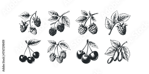 Collection of hand drawn fruit branches with berries and leaves