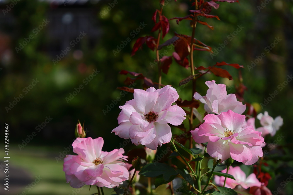 Obraz premium 花の女王