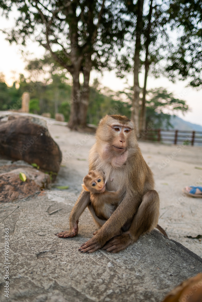 Fototapeta premium Mother Macaque with Baby in Natural Habitat