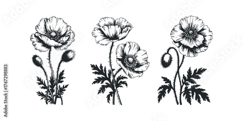 Black and white sketch of poppy flowers with buds