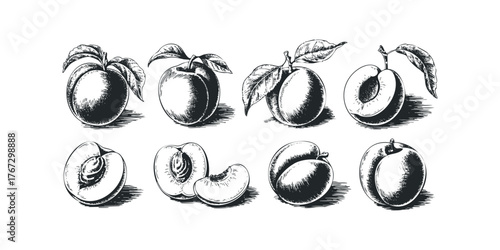 Collection of Plums and Peaches with Leaves