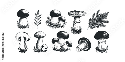 Collection of hand-drawn mushroom and plant illustrations