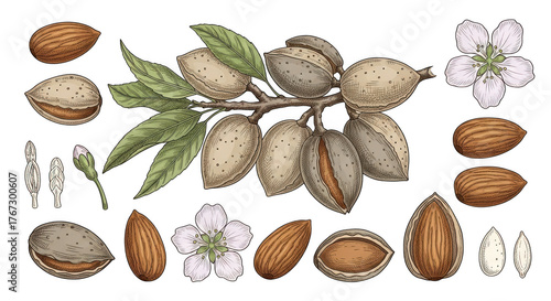 Illustration of an almond tree branch with nuts, leaves, and flowers isolated on transparent background. Detailed botanical depiction of almonds nuts and blossoms on a branch showing growth stages