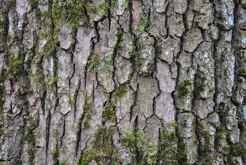 tree bark texture with green moss background