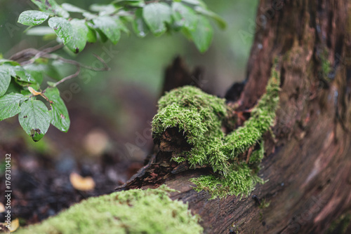 green moss on a tree