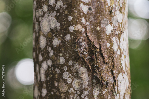 tree trunk in the forest