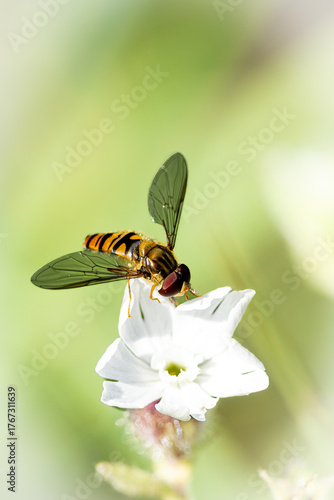 Hoverfly in flight approaching a white flower, detailed macro image showing wings and striped body in natural light.