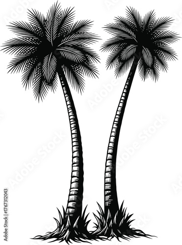 Vintage Engraving Style Two Tall Palm Trees - Tropical Vector Illustration