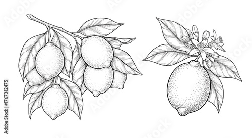 Vintage style botanical illustration of lemons, depicting a branch full of fruit and a single lemon with delicate blossoms and leaves.