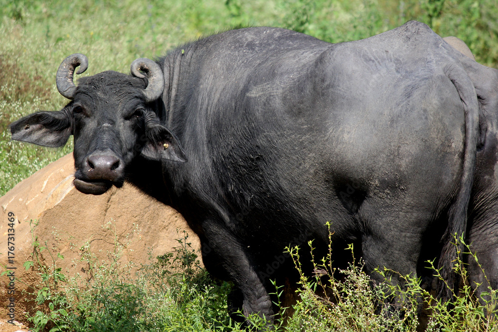 Fototapeta premium italian mediterranean buffalo eating grass at farm land 
