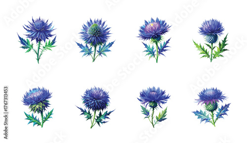 Watercolor Thistle Flower Illustration Set with Detailed Leaves and Petals Design