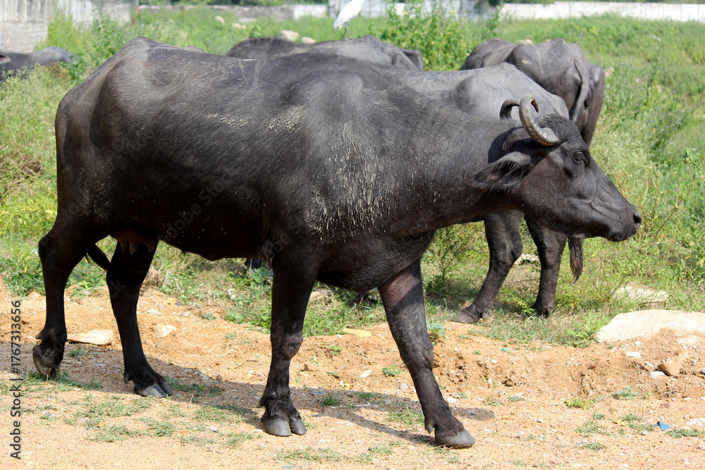 Obraz premium italian mediterranean buffalo eating grass at farm land 