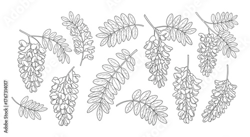 Hand-drawn illustration of black locust flowers and leaves, perfect for botanical or nature-themed designs, isolated on white background.