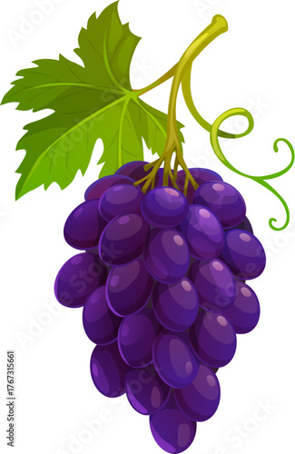 Cartoon grape berry, autumn season harvest. Vector grape leaf with berry bunch for food, wine and Thanksgiving holiday. Vineyard plant, nutrition and winemaking