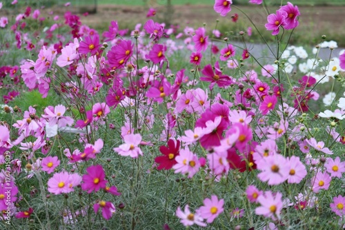 秋風に揺れるコスモス畑　