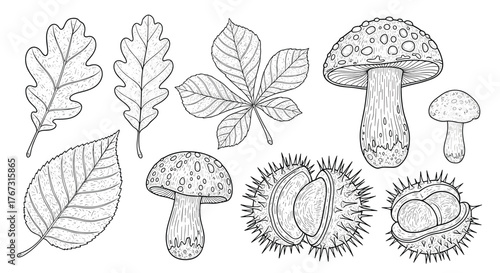 Hand-drawn black and white outline collection of autumn elements featuring diverse tree leaves, wild mushrooms, and spiky horse chestnut casings.