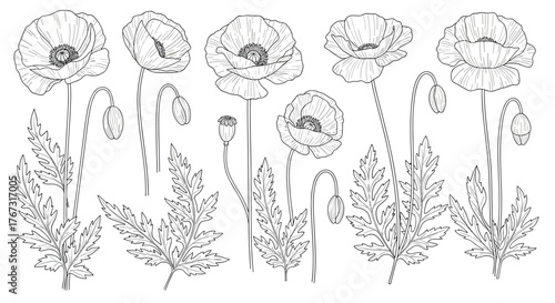 Detailed black and white illustration of various poppy flowers and their buds with leaves.