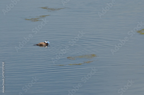 Foto Duck swimming calmly in a serene lake surrounded by nature on a clear sunny day