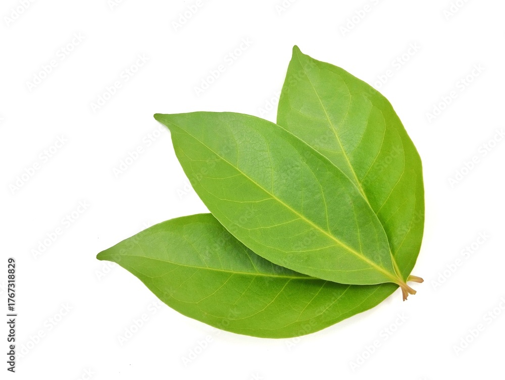 Obraz premium Fresh bay leaf isolated on white background. Food ingredient, Close up 