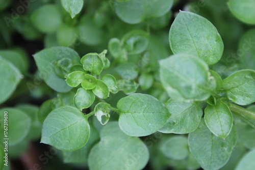 close up of fresh herbs