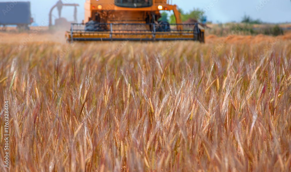 Obraz premium Combine harvester harvesting wheat field with amazing sunset sky