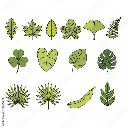 A diverse collection of green leaves and a banana, showcasing various plant shapes and botanical illustrations.