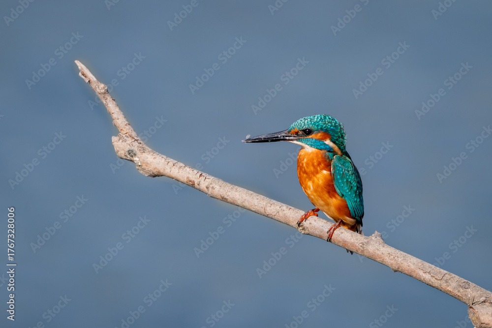 Obraz premium One Common Kingfisher Perching on a Branch in Switzerland. Alcedo atthis above water..