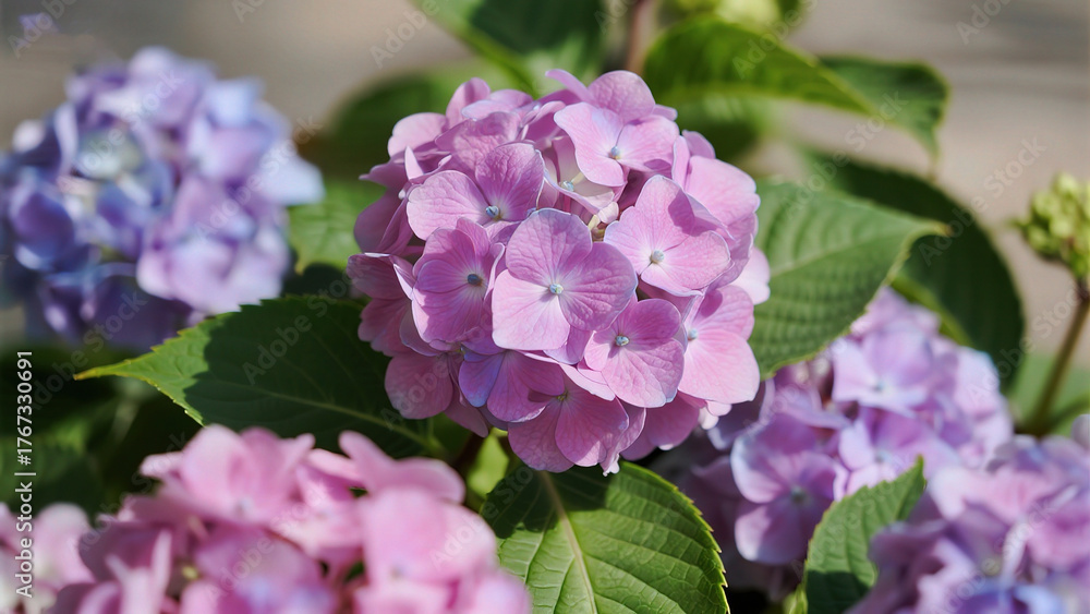 Fototapeta premium Closeup of pink and purple hydrangea flowers
