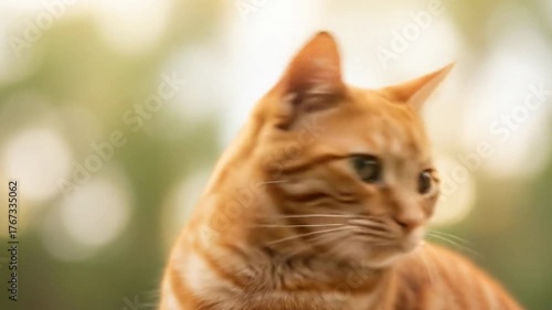 A serene profile of a curious orange cat in soft focus.
