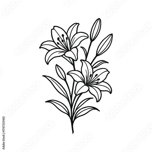 Elegant lily flower line art botanical drawing simple outline floral design