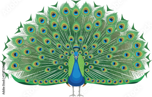 A proud peacock displays its vibrant, fanned tail feathers in a striking pose.