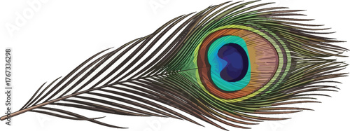 A single vibrant peacock feather displays its iconic eye-shaped marking.