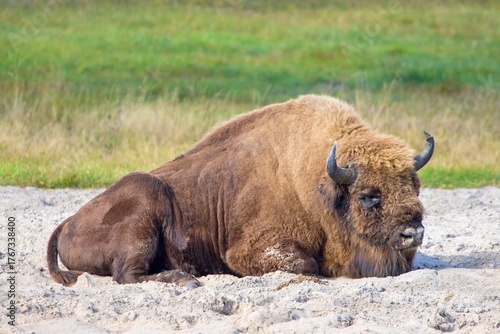 The European bison (Bison bonasus) lies on the ground in a breeding facility in Dzukijos National Park, Lithuania