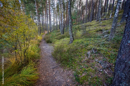 Hiking trail at Čepkelių peat bog in Dzukija National Park, Lithuania
