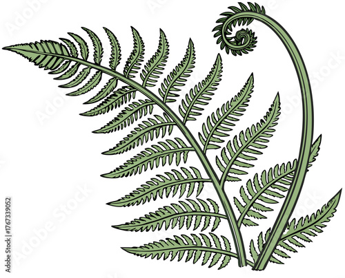 Fern illustration with detailed green leaves and natural curves  