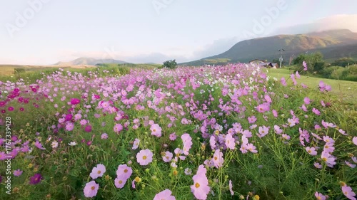 Autumn Cherry Blossoms - Japan - Kumamoto