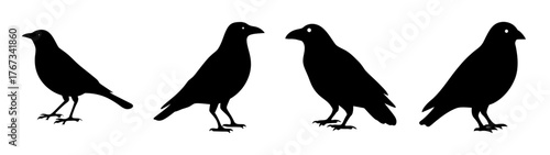 Group of four silhouette crows or ravens standing on