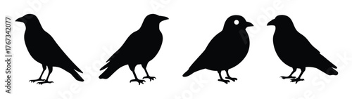Four silhouette birds standing on detail