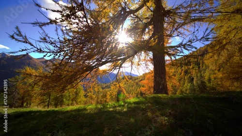 Autumn larch with the sun filtering through the branches
