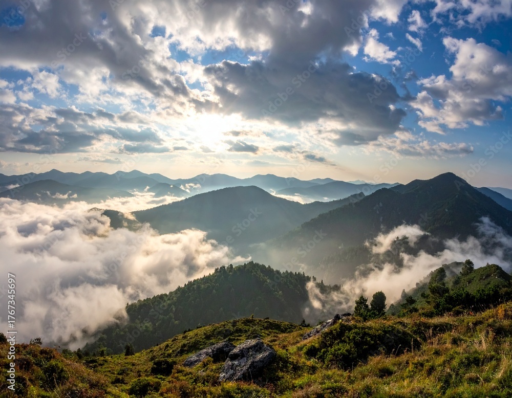 Obraz premium Panoramic view of a forest with sunlight shining through the trees wilderness