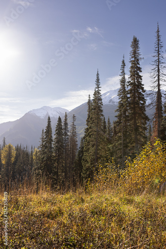 autumn forest in the mountains