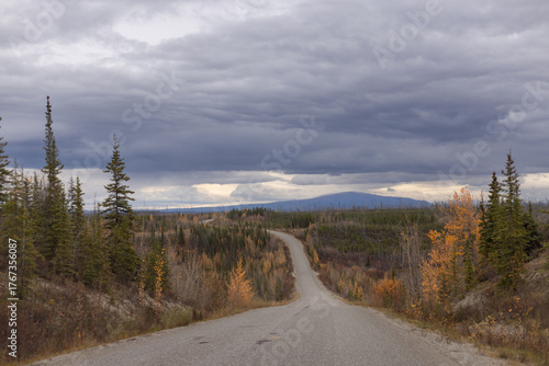 the road in the forest